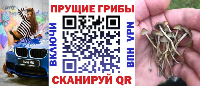 Галлюциногенные грибы Psilocybine cubensis где купить Кондопога